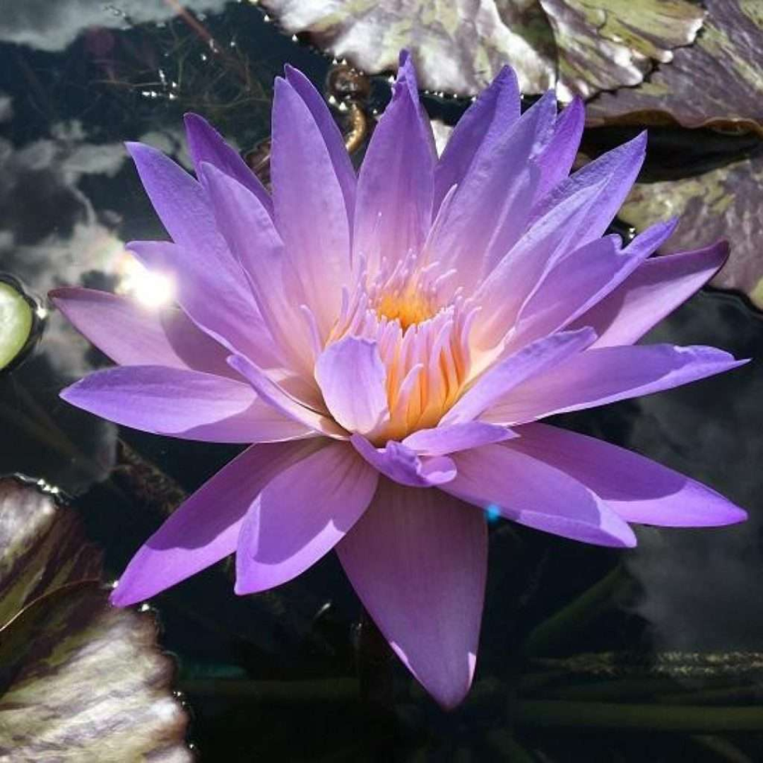 Star Of Siam Tropical Waterlily