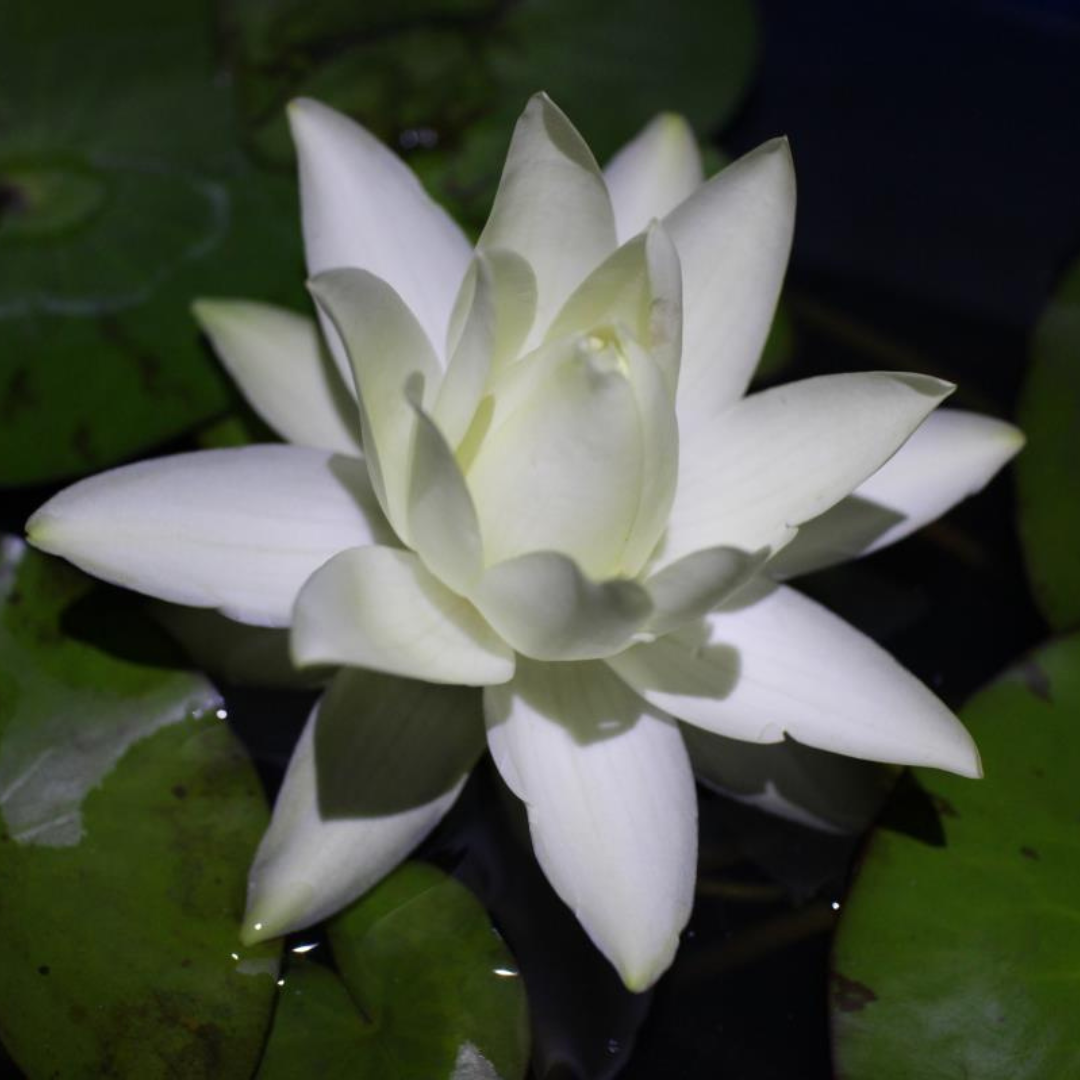 Prolifera Tropical Waterlily (Night Bloomer)
