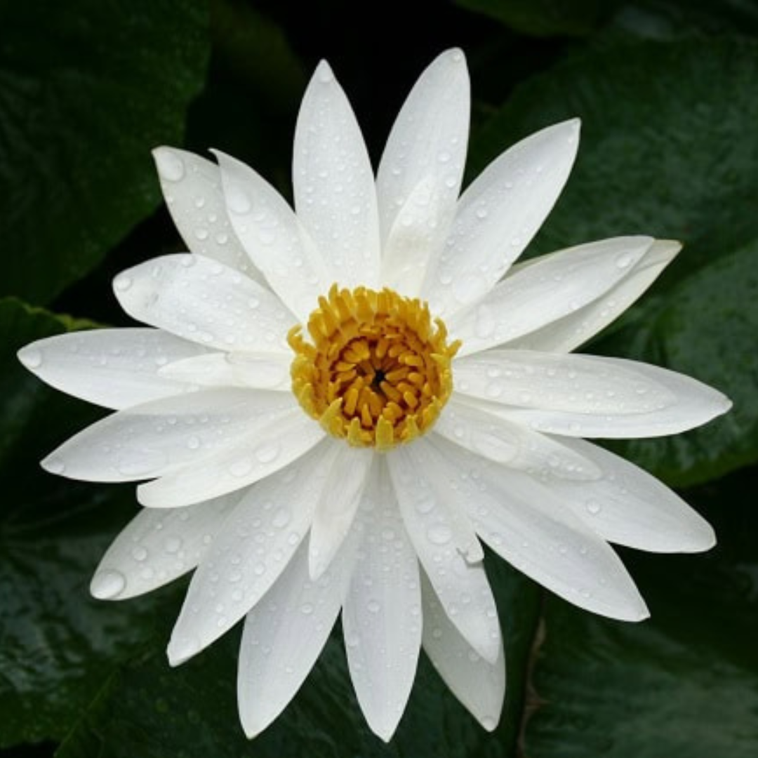 White Night Bloomer Tropical Waterlily