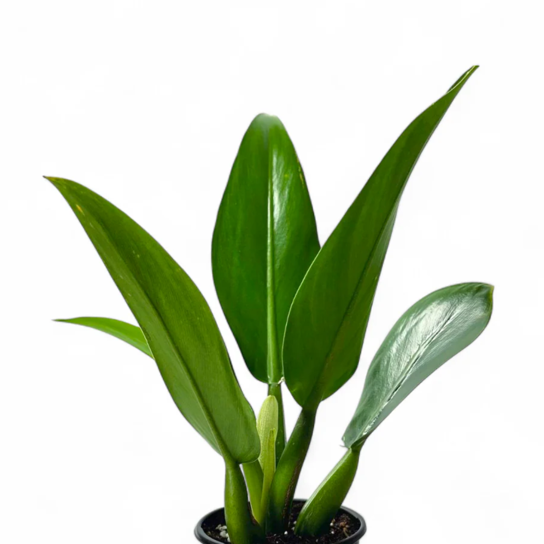 Philodendron Martianum (Fatboy)