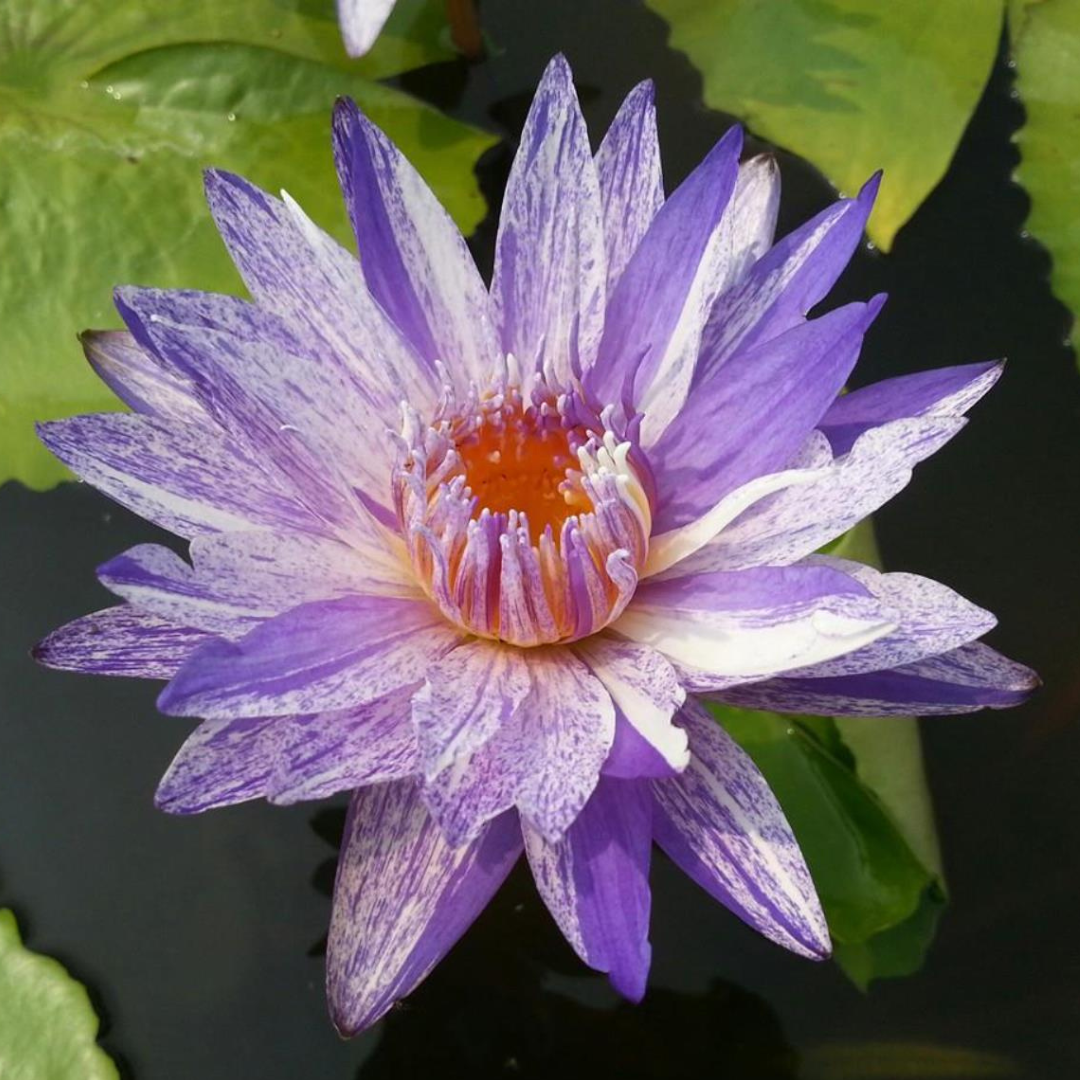 Purple Suwanna Tropical Waterlily