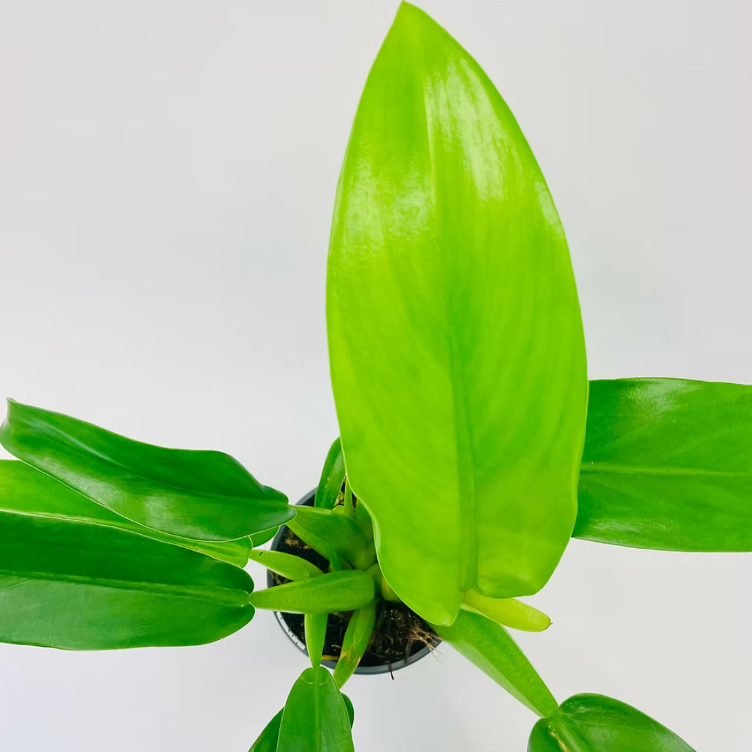 Philodendron Martianum (Fatboy)