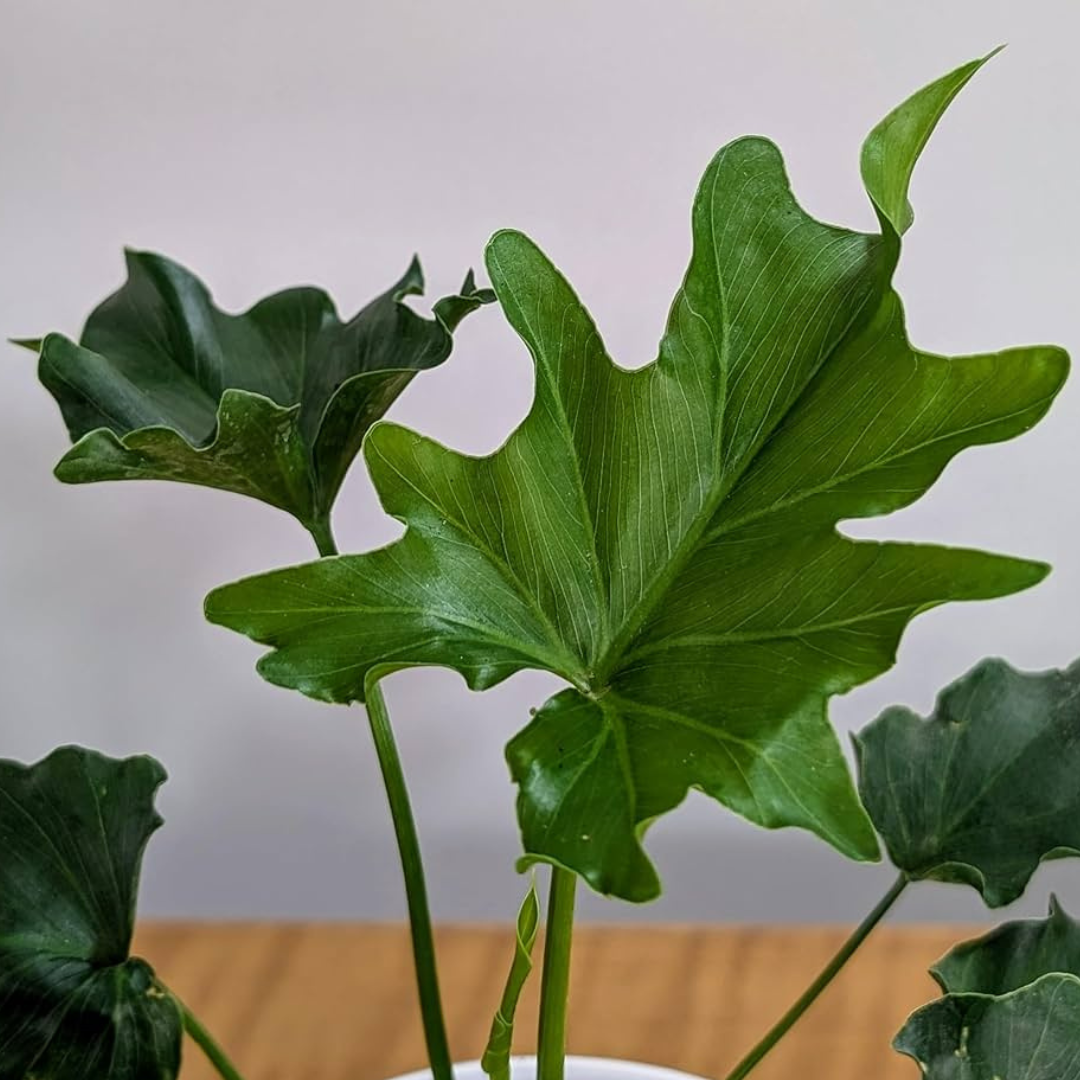 Philodendron Hope