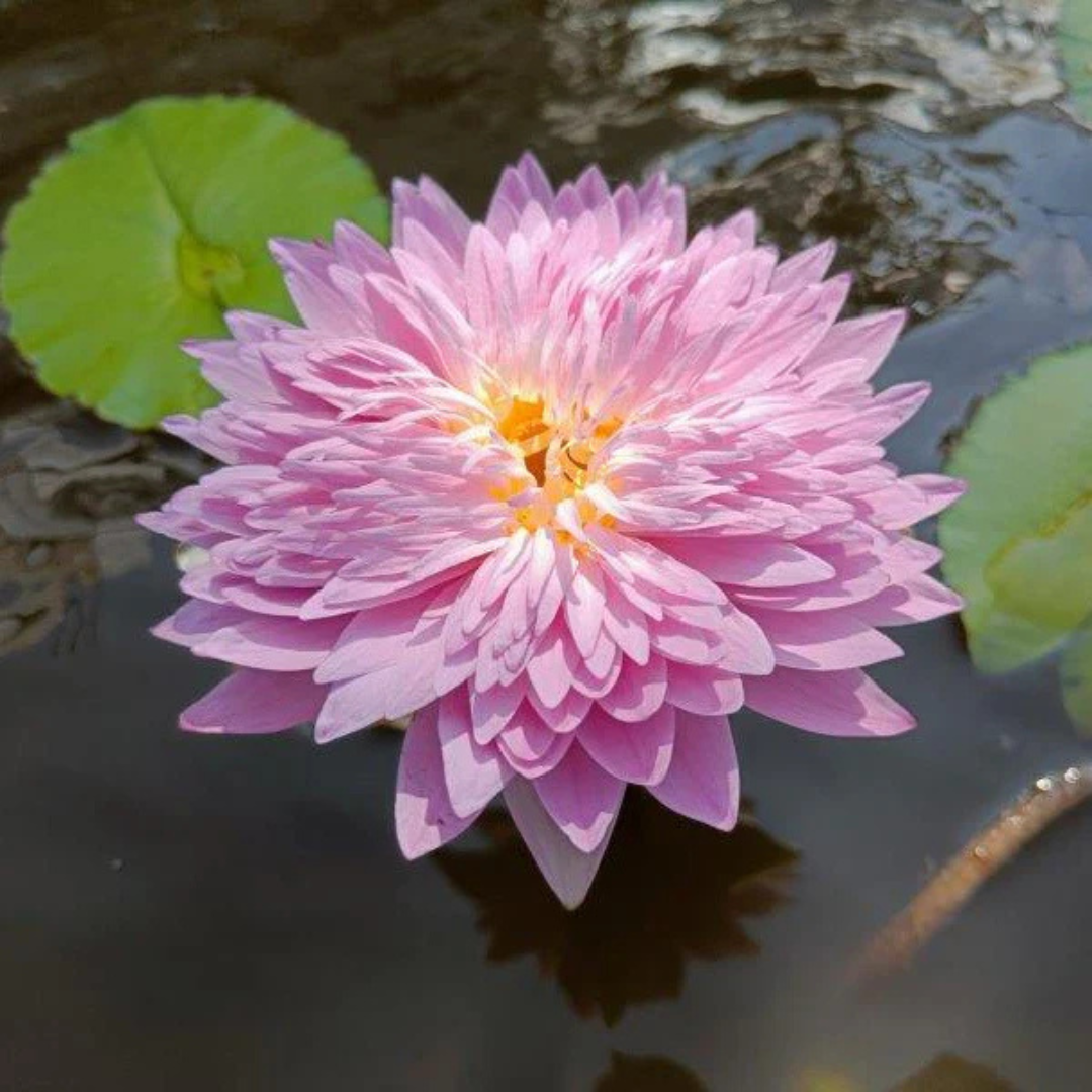 Chombu Patra Tropical Waterlily