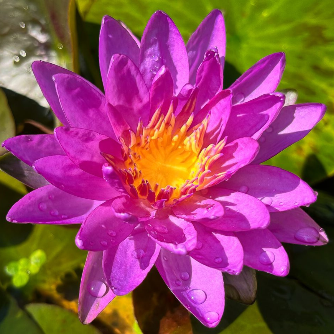Violicious Hardy Waterlily