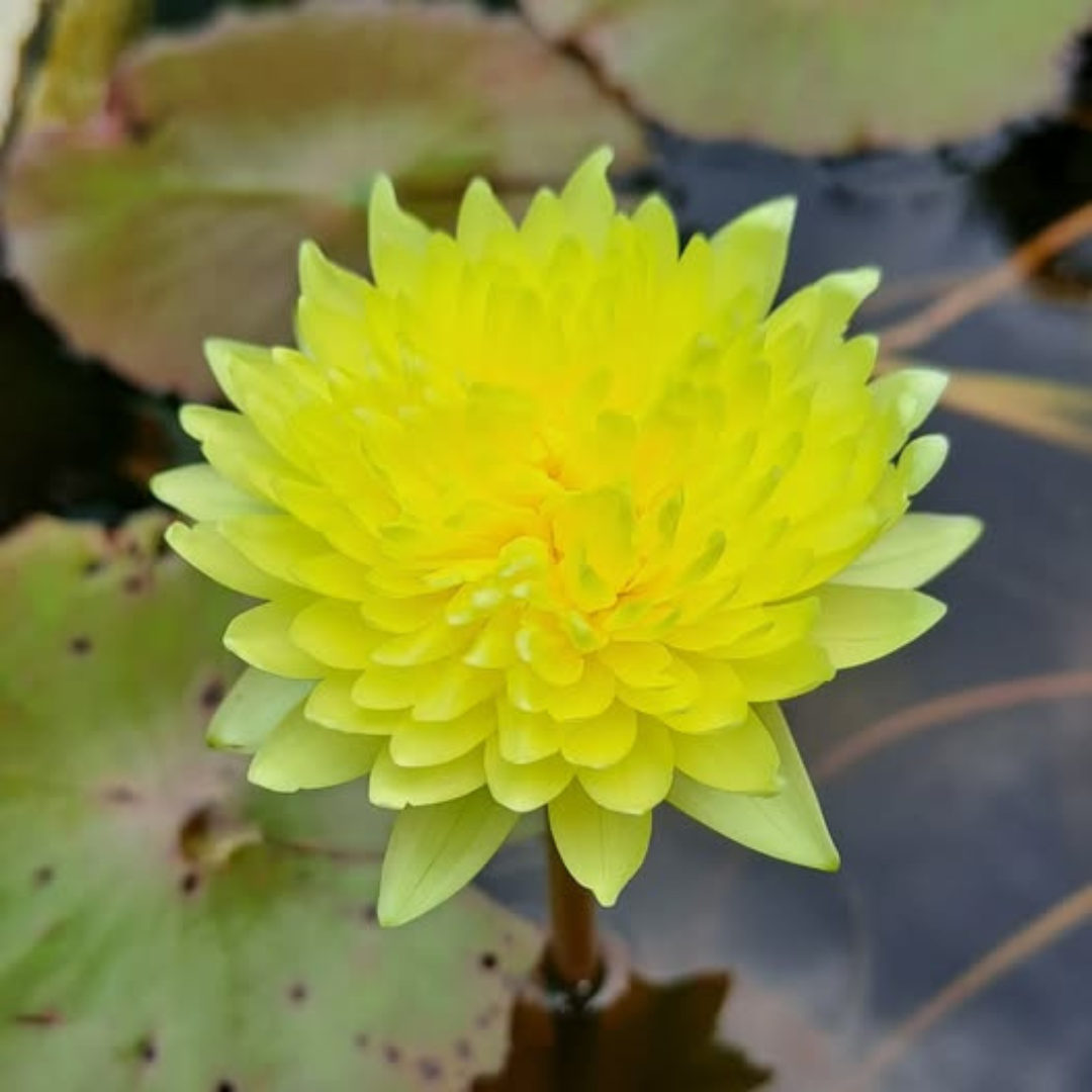 Sasimonthon Tropical Waterlily