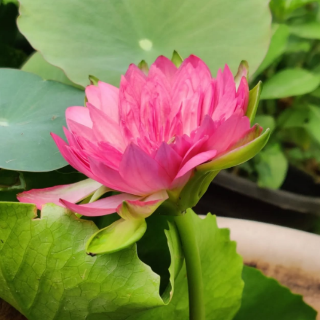Pink Korakot Tropical Waterlily