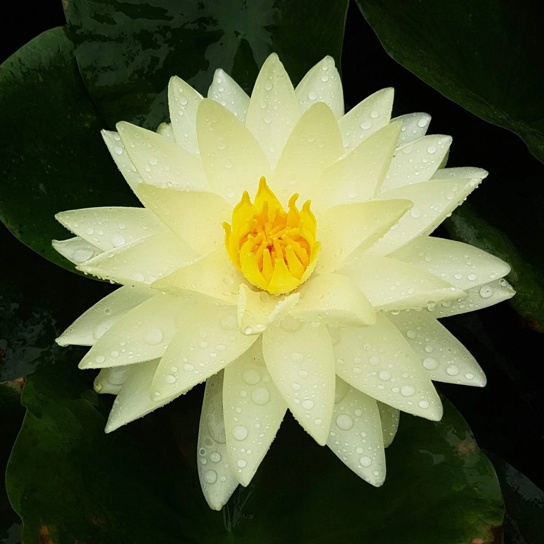 Chiffon Tropical Waterlily