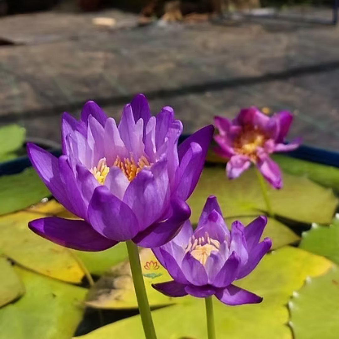 Atrans x Gigantea Tropical Waterlily