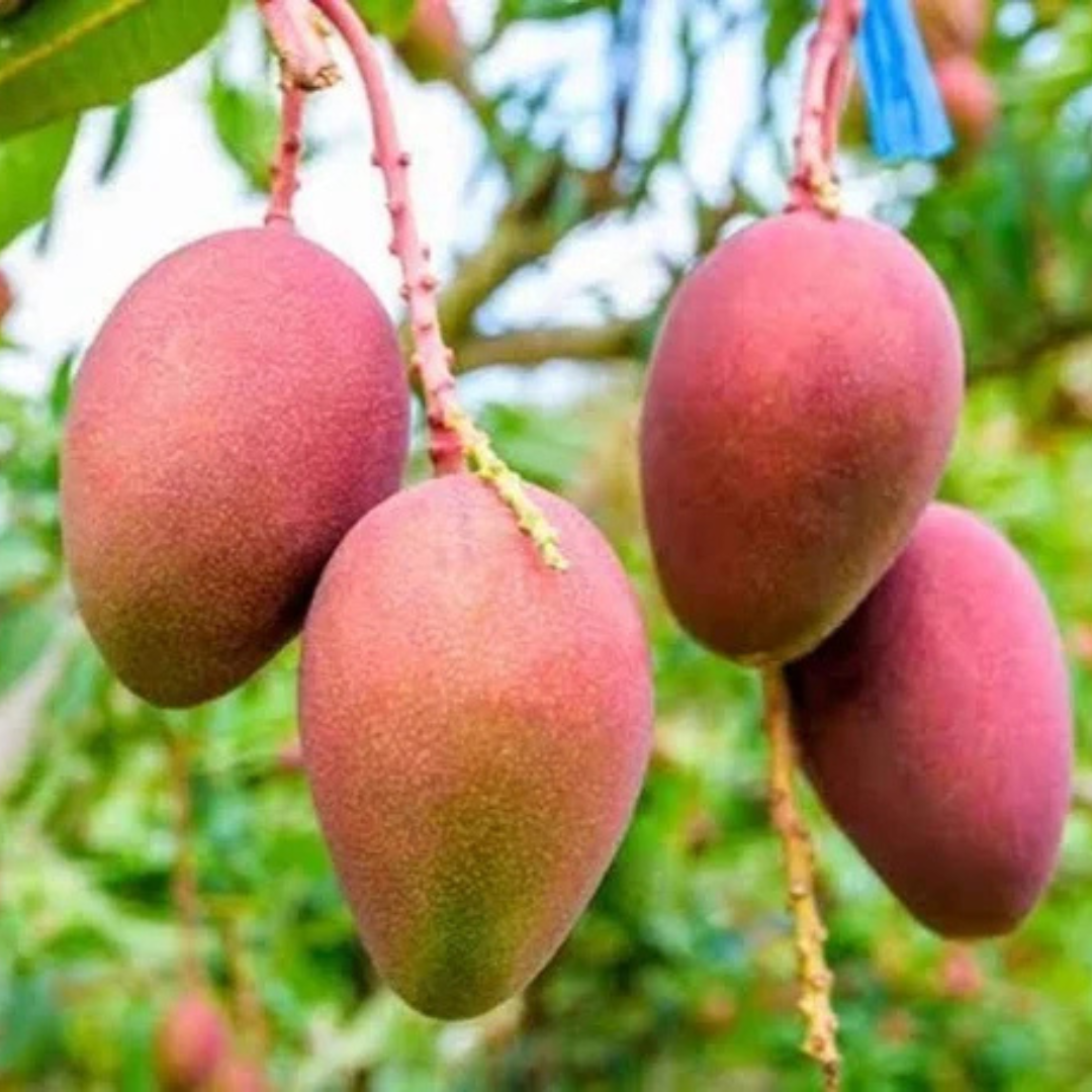 Pusa Arunima Mango Grafted Tree