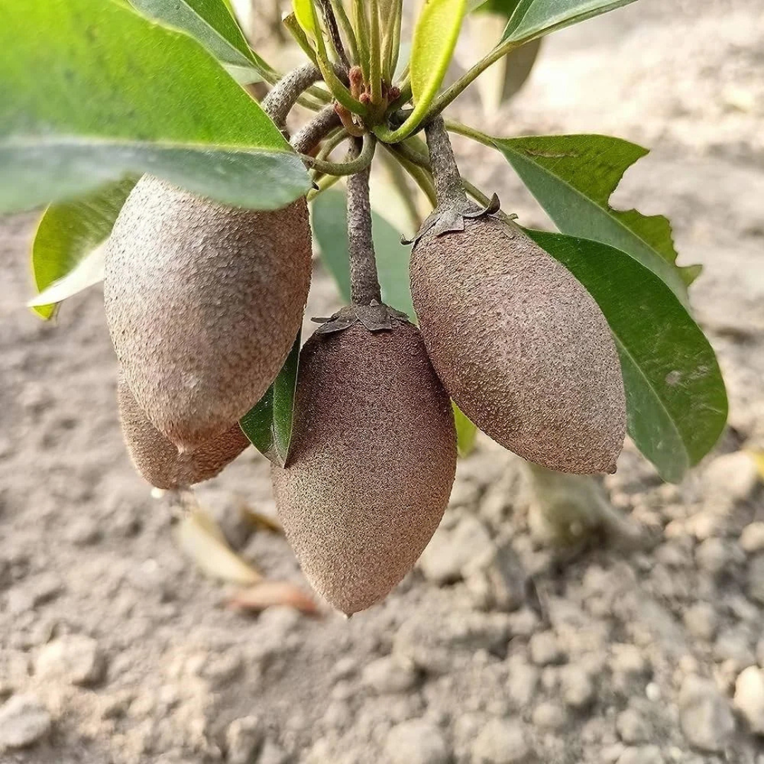 Long Chiku Grafted Tree