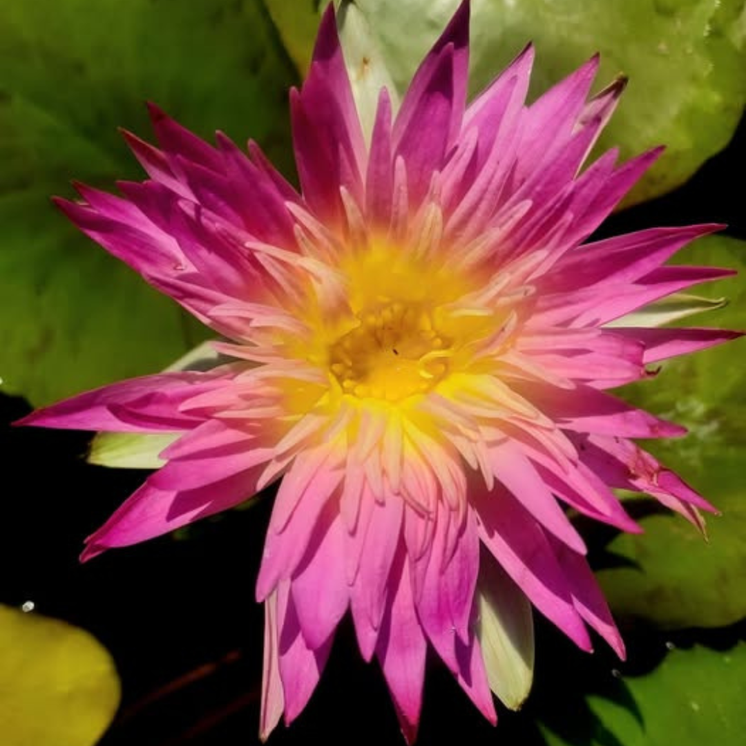 Arunwaree Tropical Waterlily