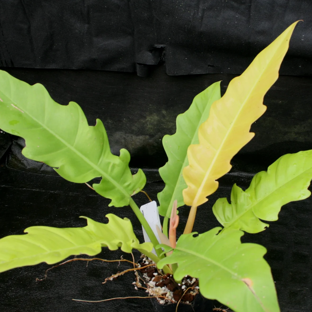 Philodendron Golden Saw Crocodile