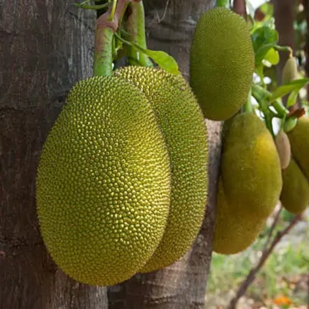 Vietnam Super Early Jackfruit Grafted Tree