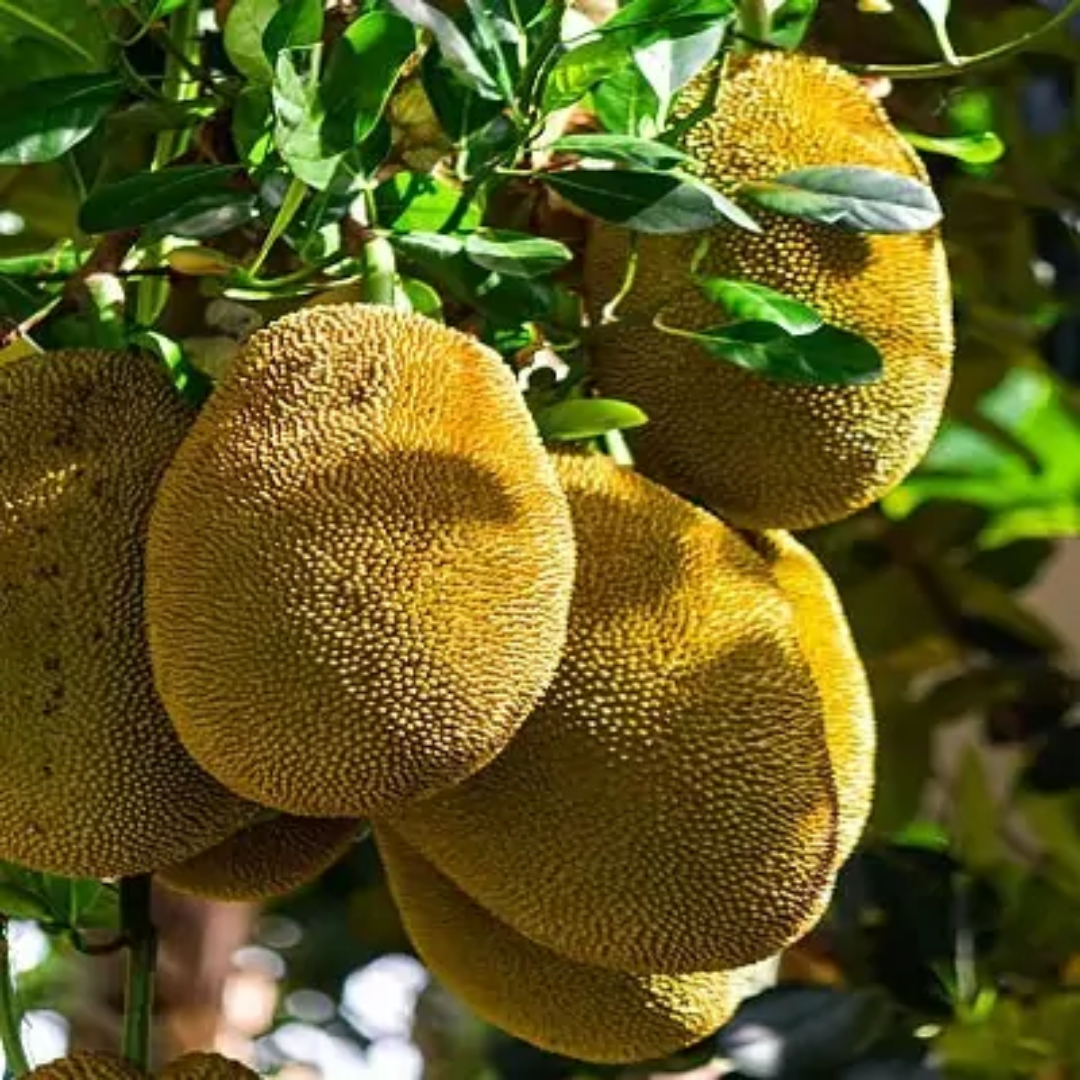 Vietnam Super Early Jackfruit Grafted Tree