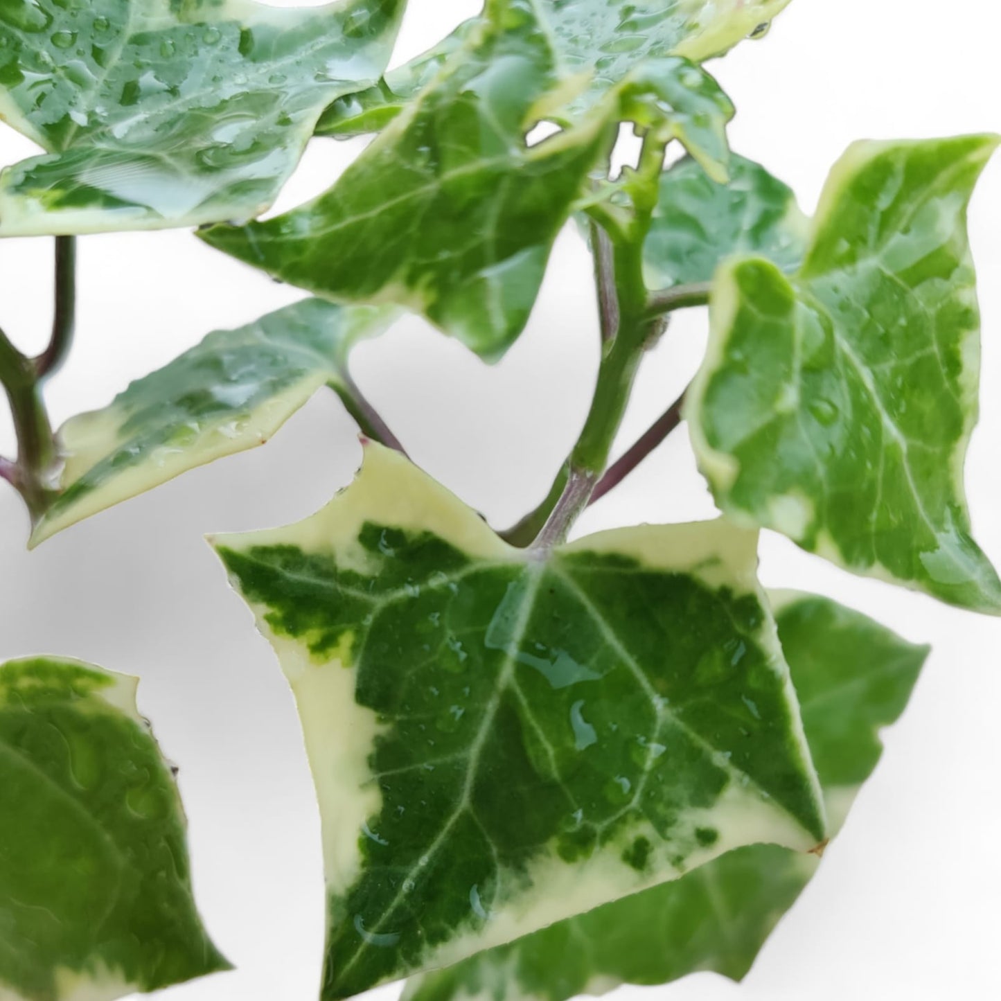 English Ivy Variegated