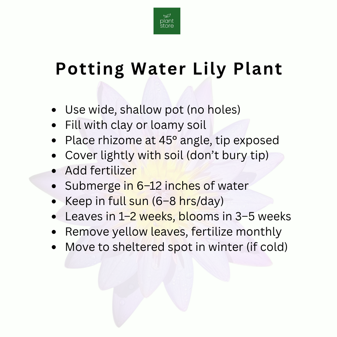 Prolifera Tropical Waterlily (Night Bloomer)