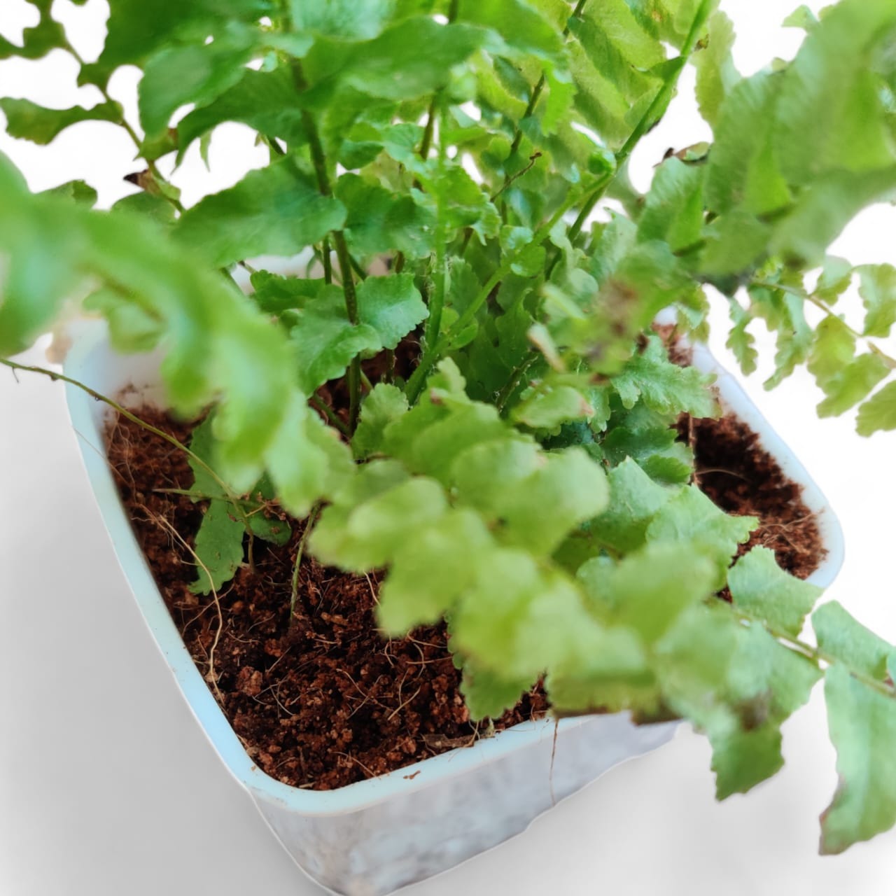 Boston Compacta Fern - plant store®