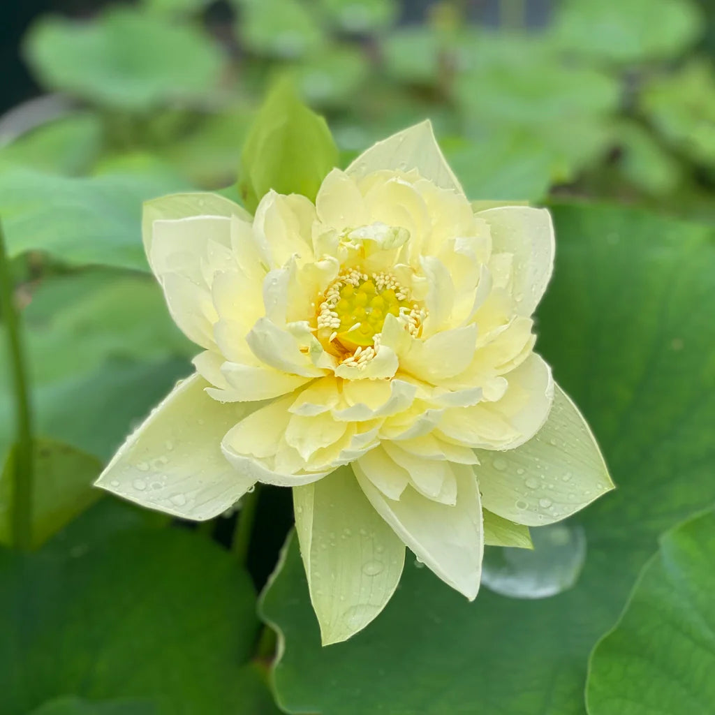 Yellow Peony Lotus Tuber