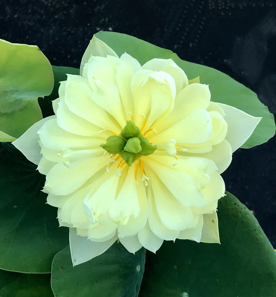 Yellow Peony Lotus Tuber