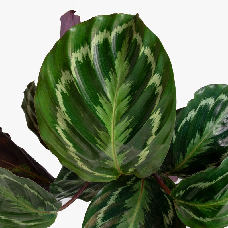 Calathea Medallion