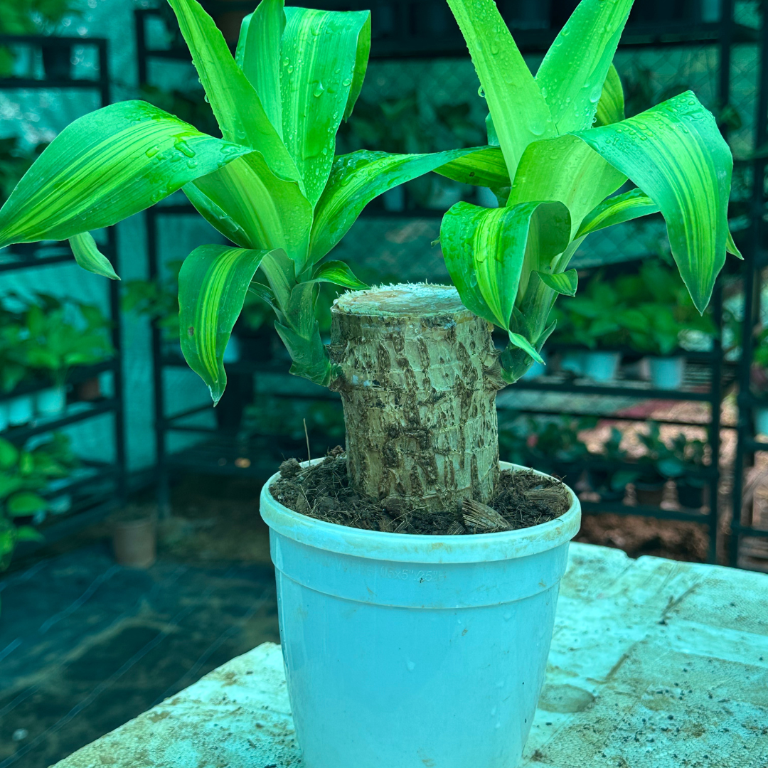 Brazilian Wood Plant - Bloomed