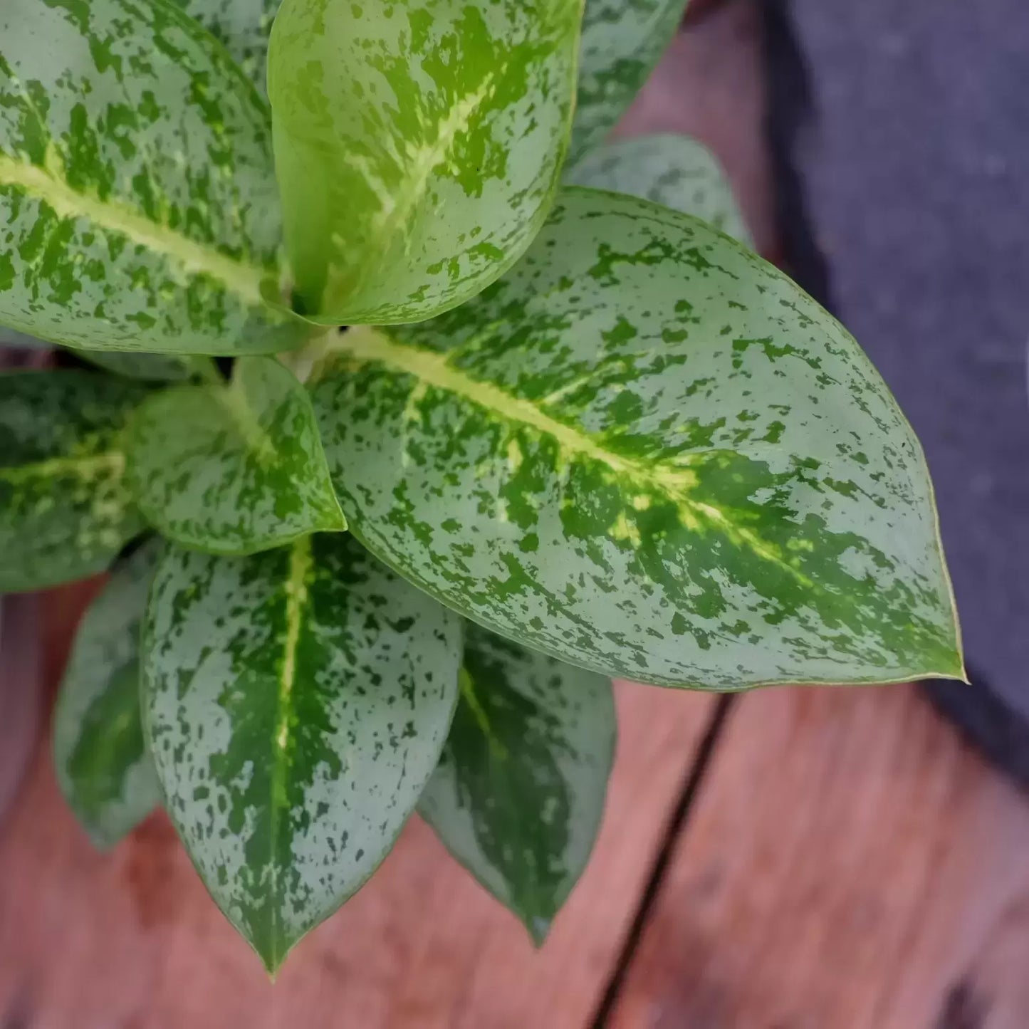 Aglaonema