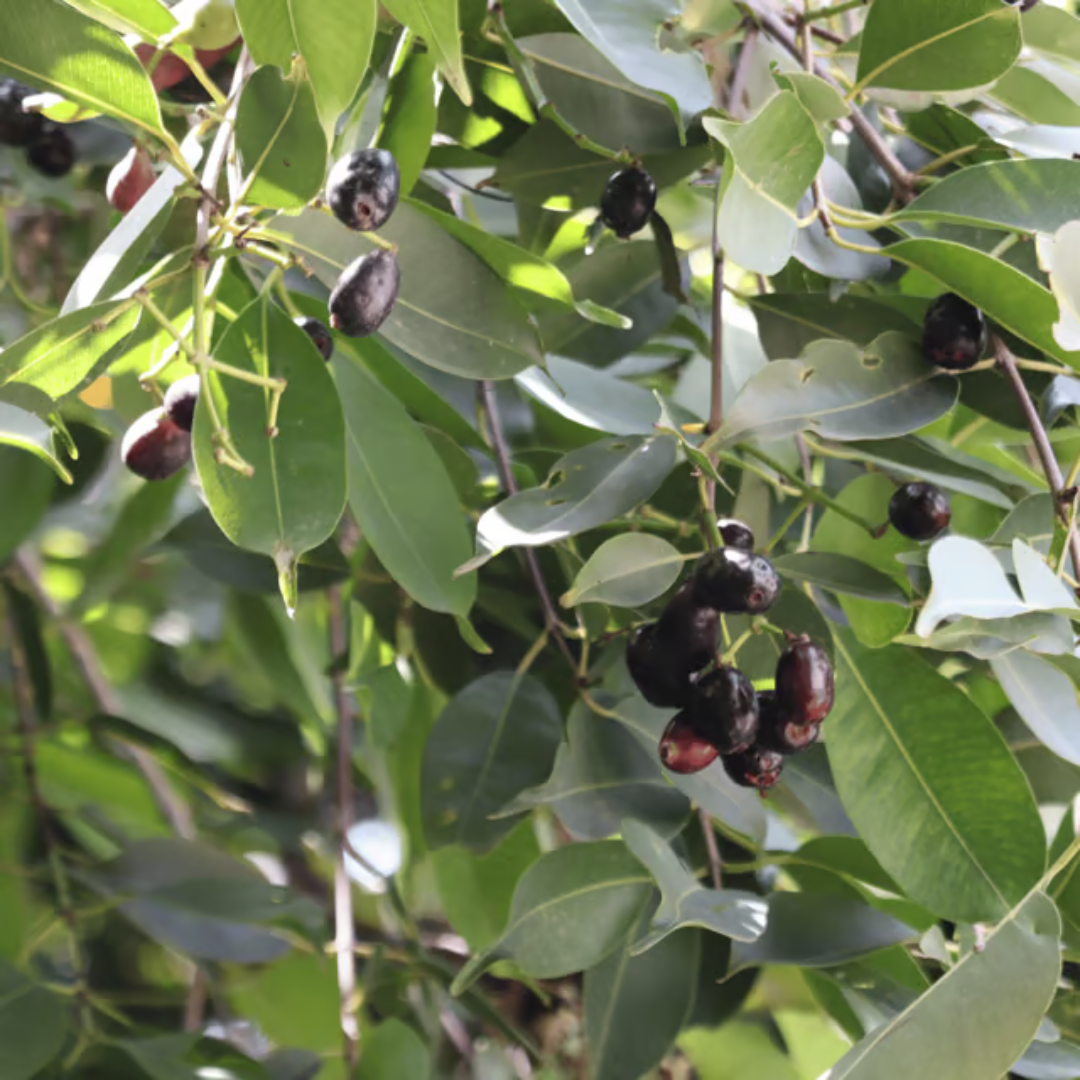 Thai King Jamun Grafted Tree