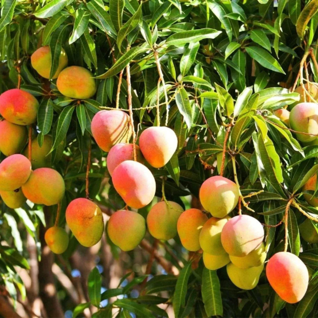 Alphonso Mango Grafted Tree
