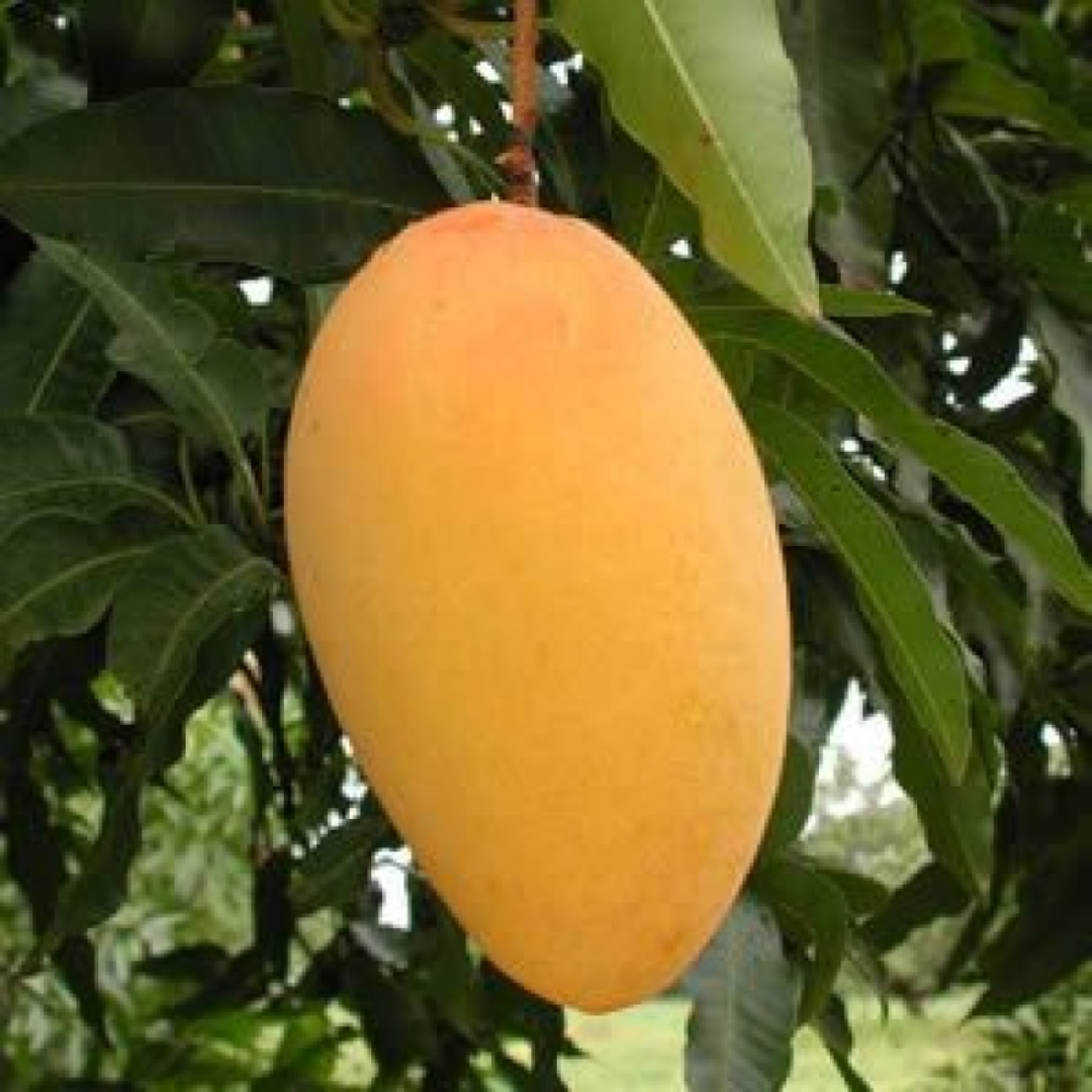 Amrapali Mango Grafted Tree