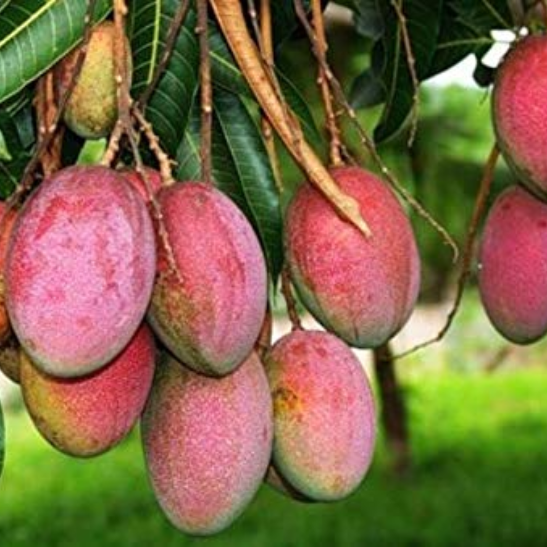 Apple Mango Grafted Tree
