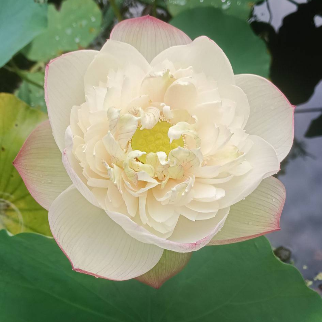 Bao Bao Lotus Tuber