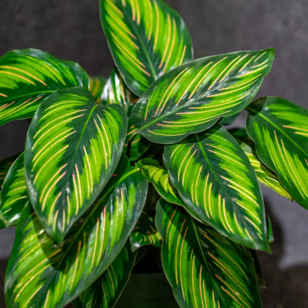 Calathea Beauty Star