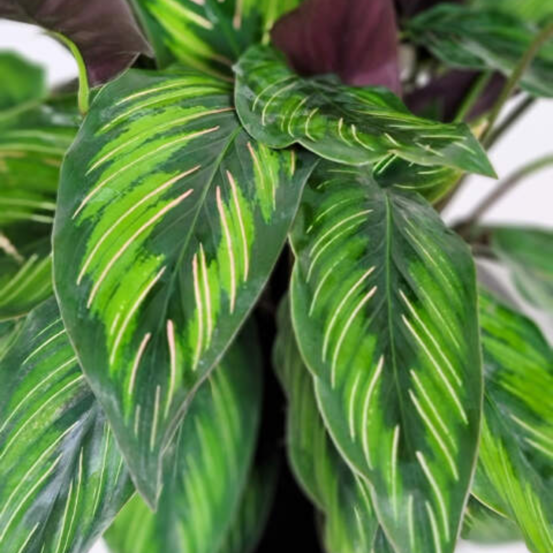 Calathea Beauty Star