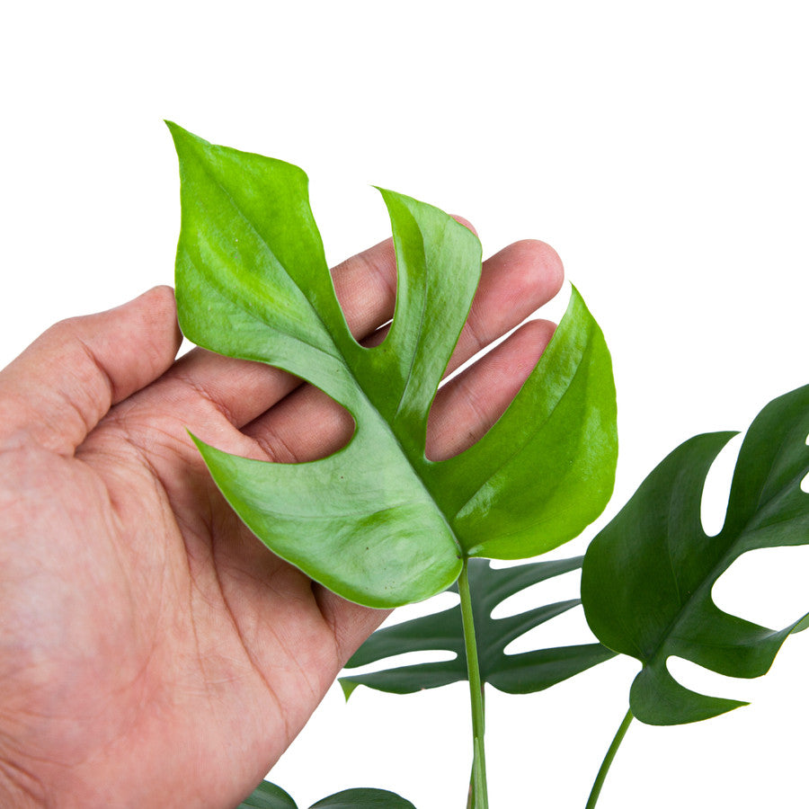 Monstera Minima (Rhaphidophora Tetrasperma) - plant store®