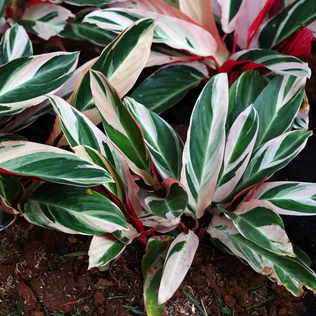 Calathea Trio star