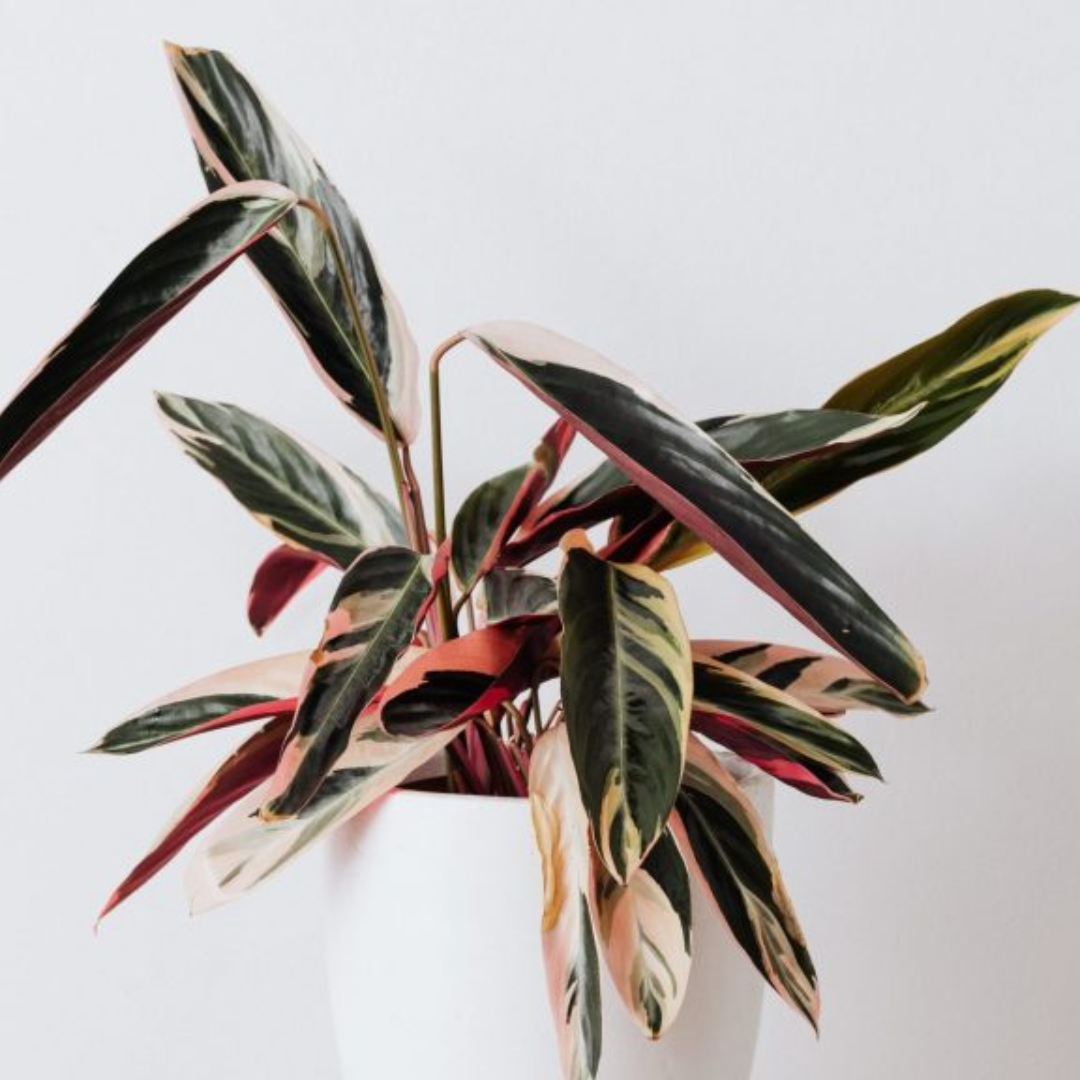 Calathea Trio star