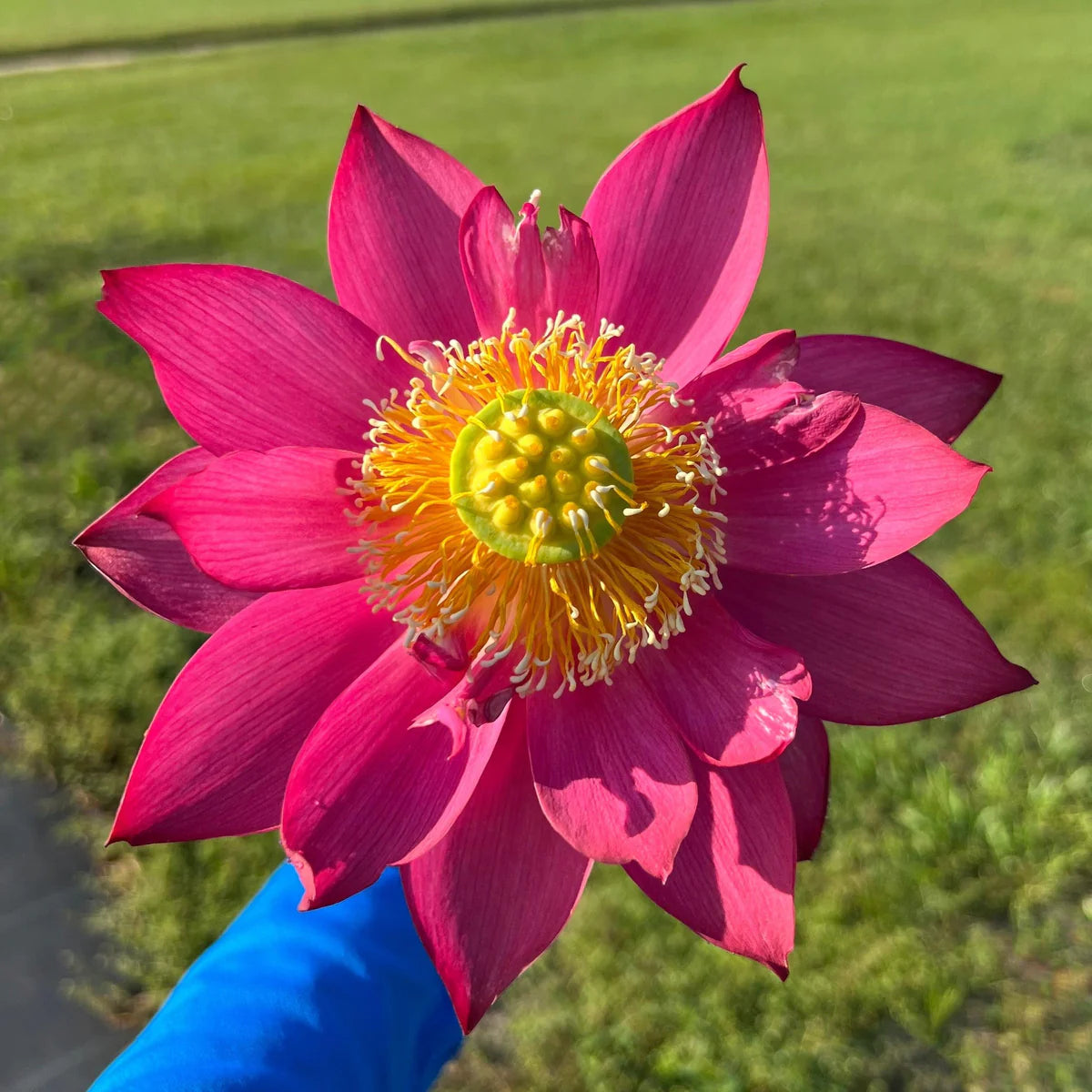 Red Shanghai Bowl Lotus | Glorious Red Compact Lotus – Plant Store®