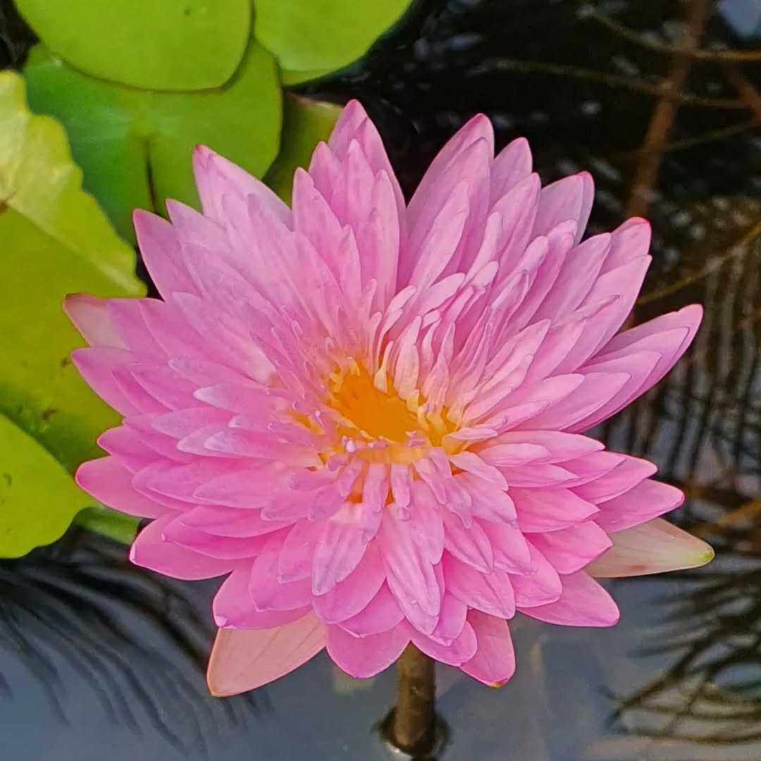 Chompu Mamue Tropical Waterlily