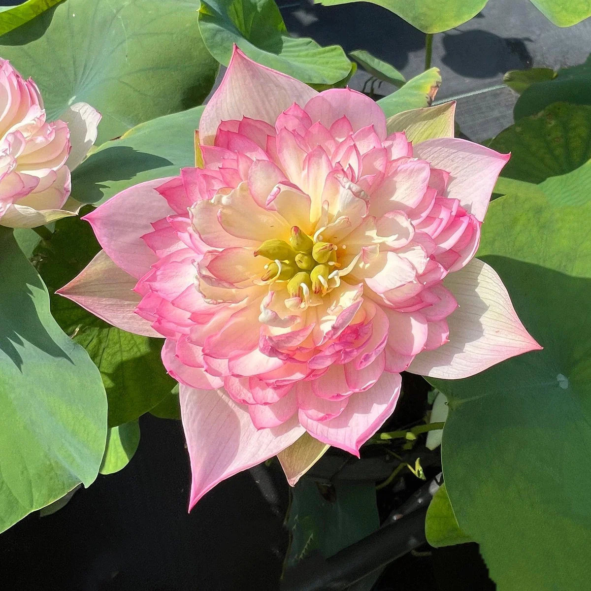 Nangyam Lotus Tuber