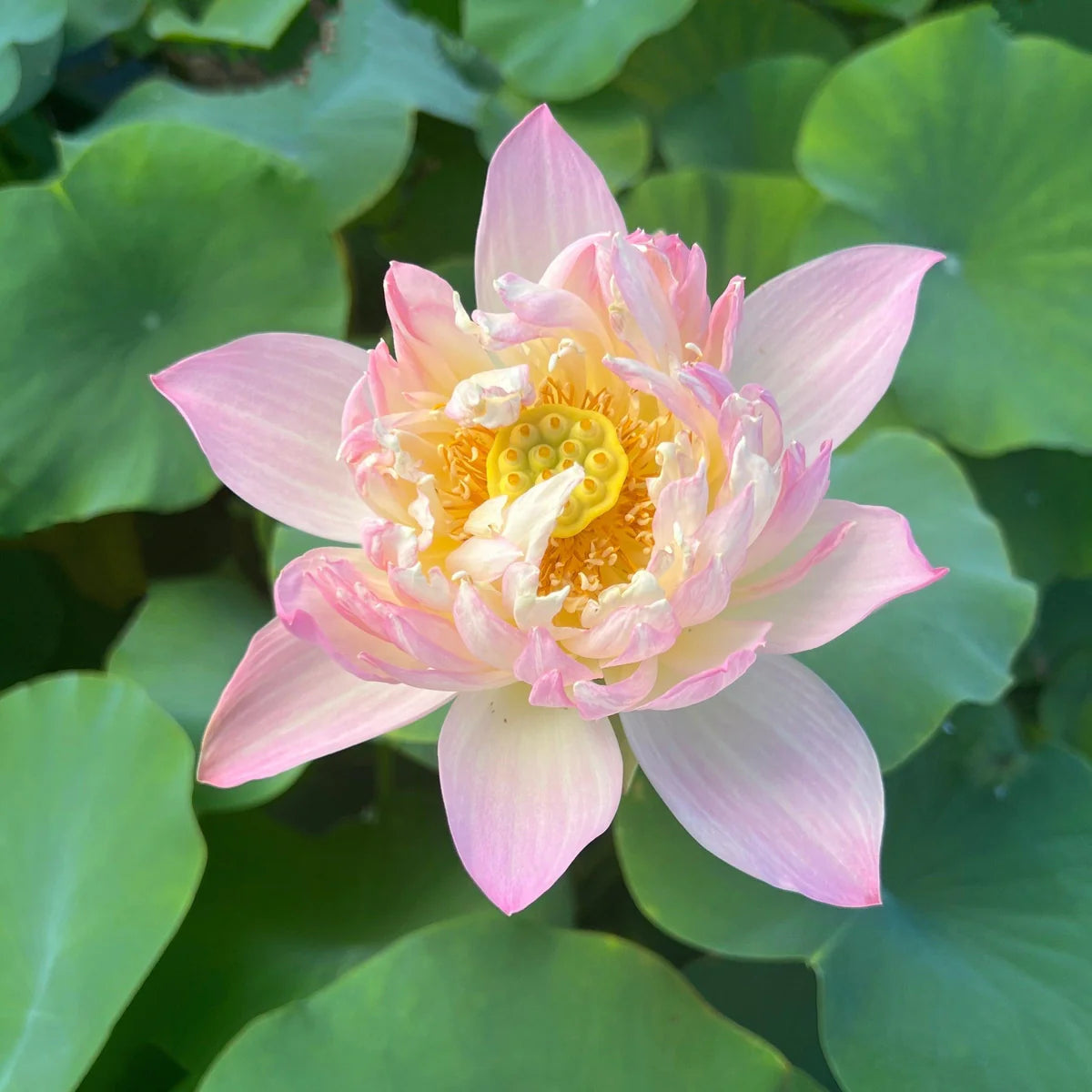 Nangyam Lotus Tuber