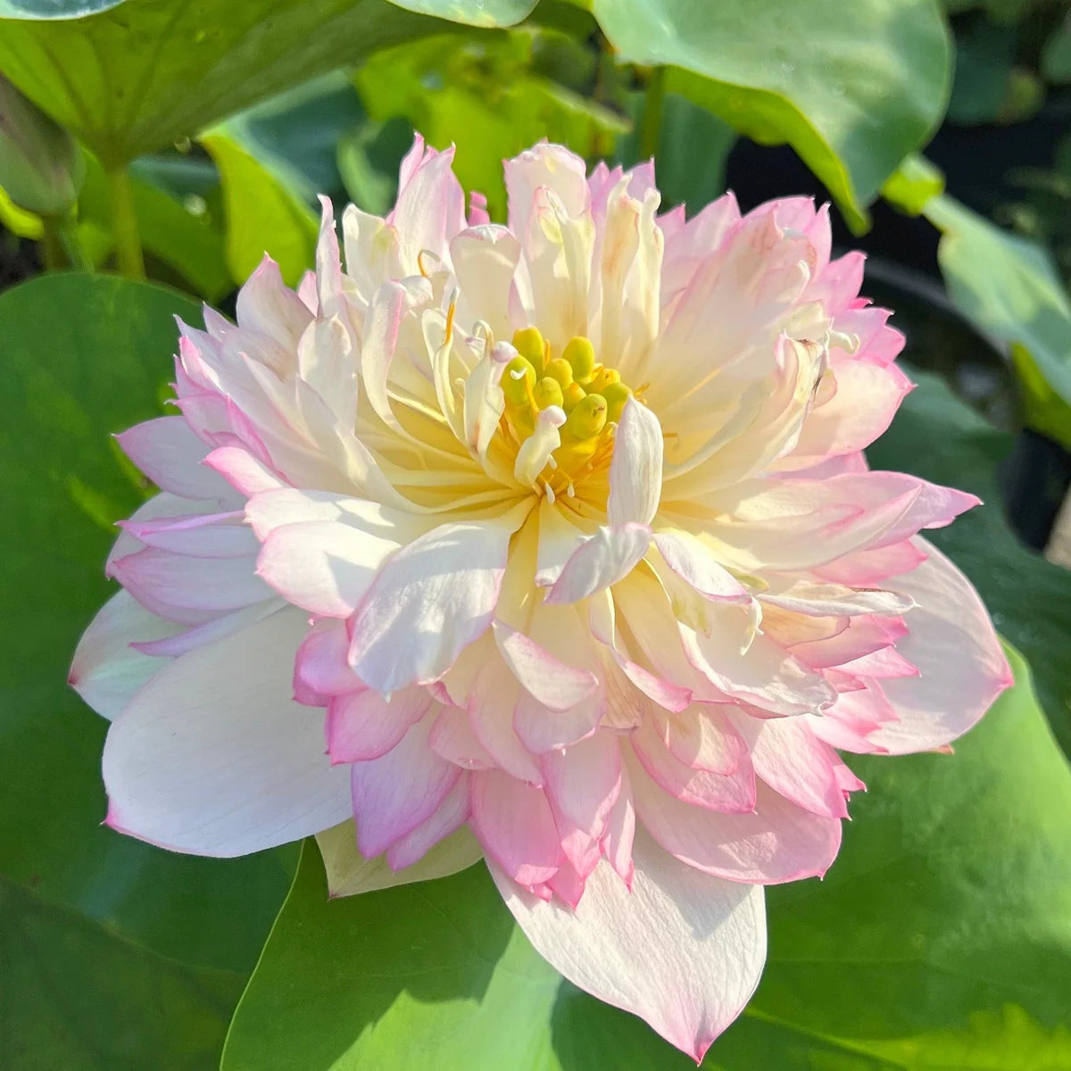 Nangyam Lotus Tuber