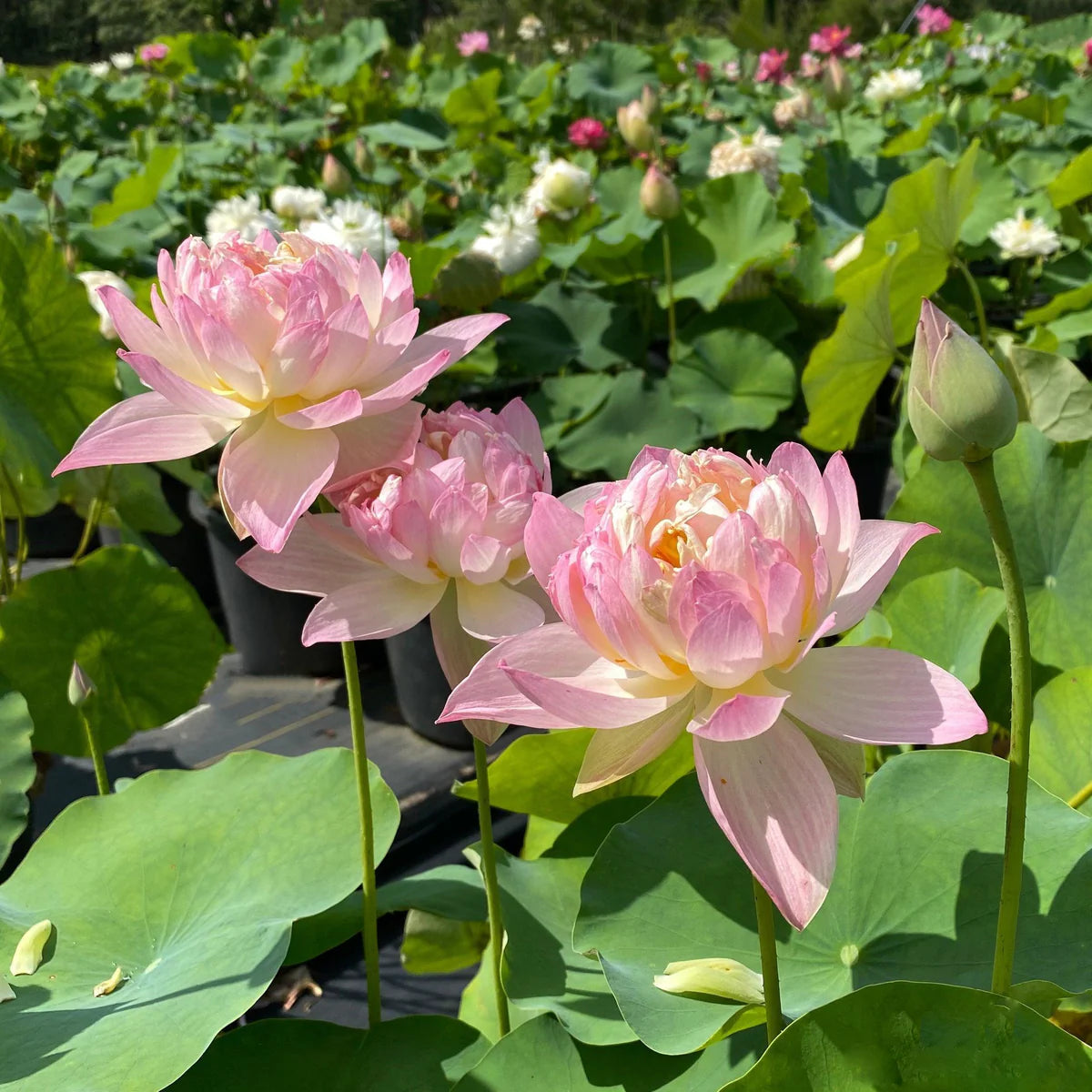 Nangyam Lotus Tuber