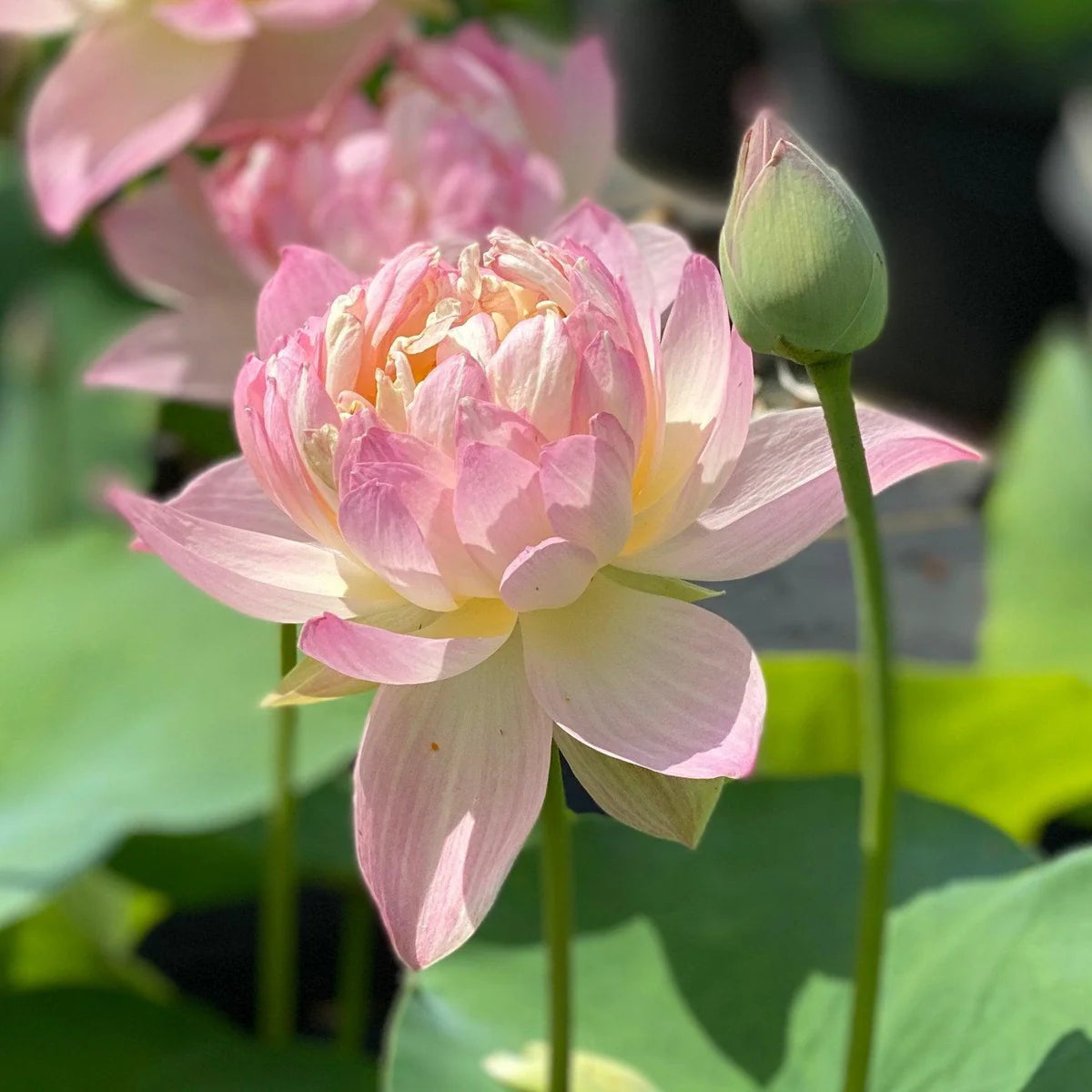 Nangyam Lotus Tuber