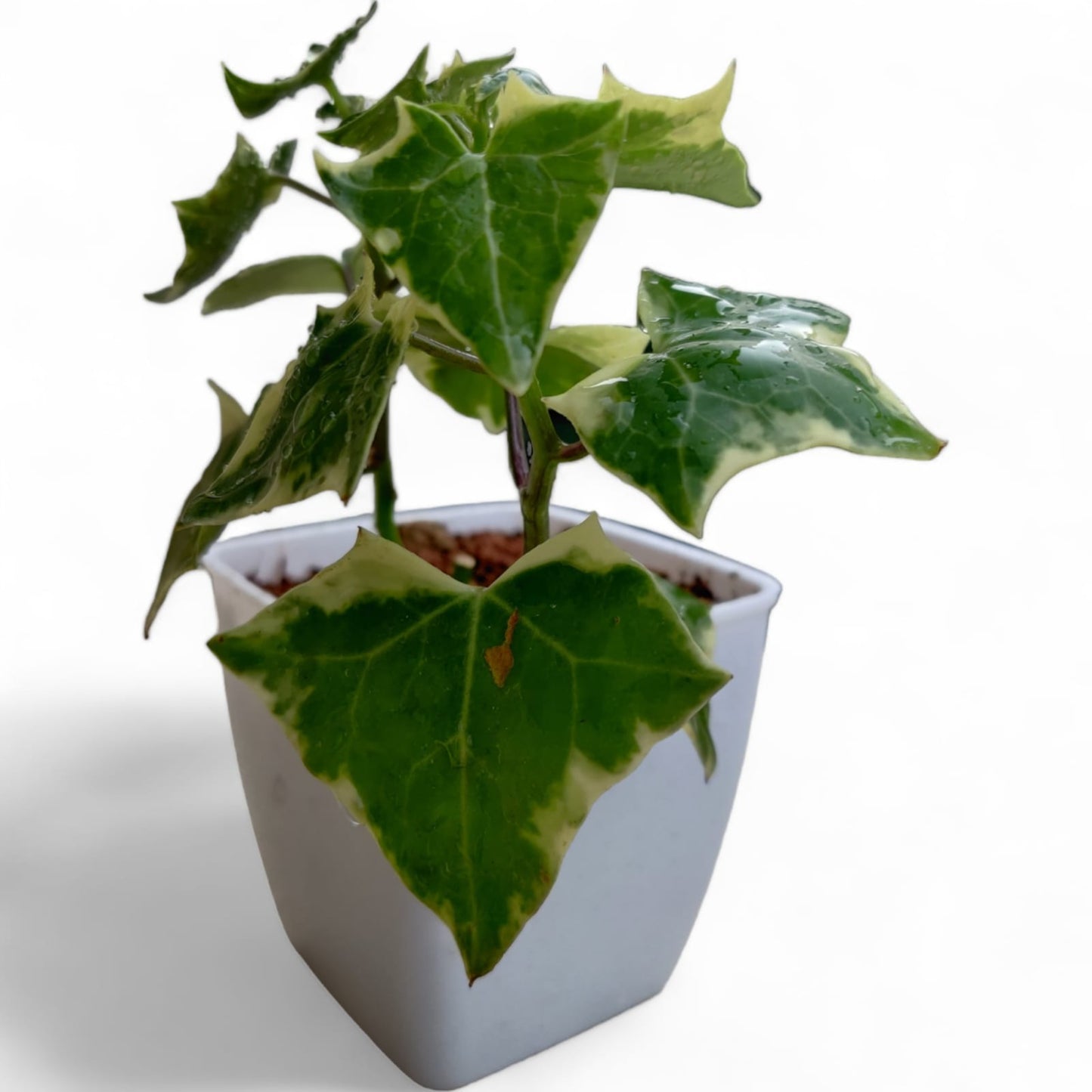 English Ivy Variegated