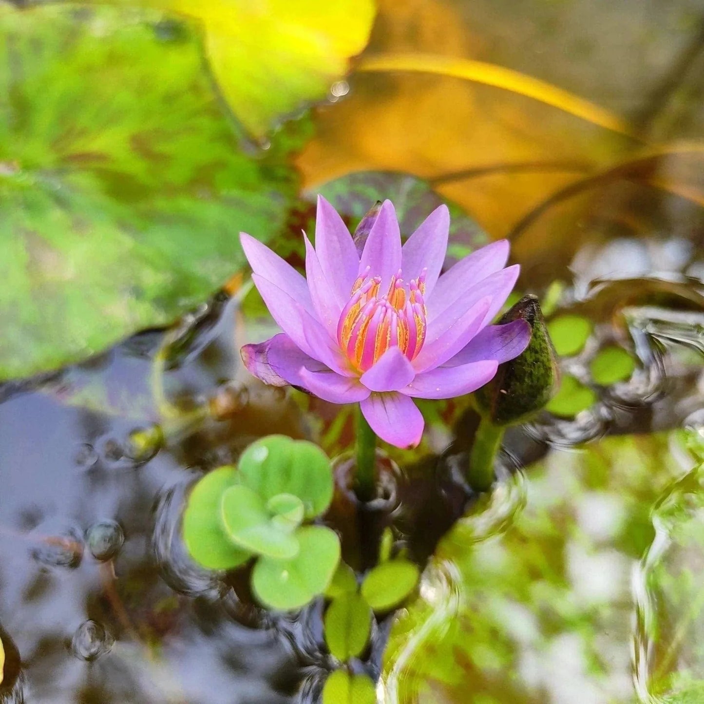 Waterlily 'Key Largo' - plant store®