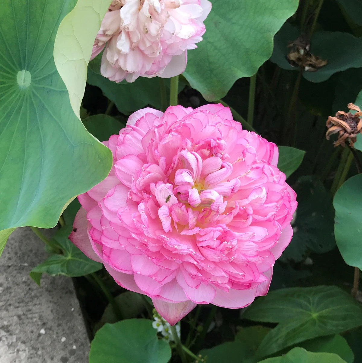 Peak of Pink Lotus Tuber