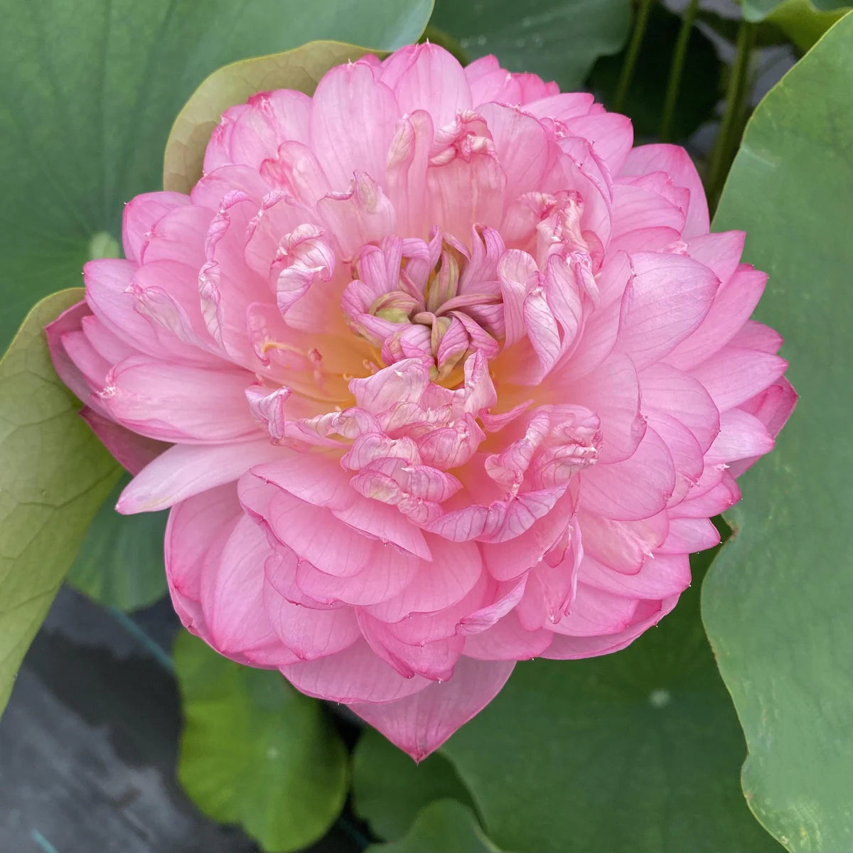 Peak of Pink Lotus Tuber