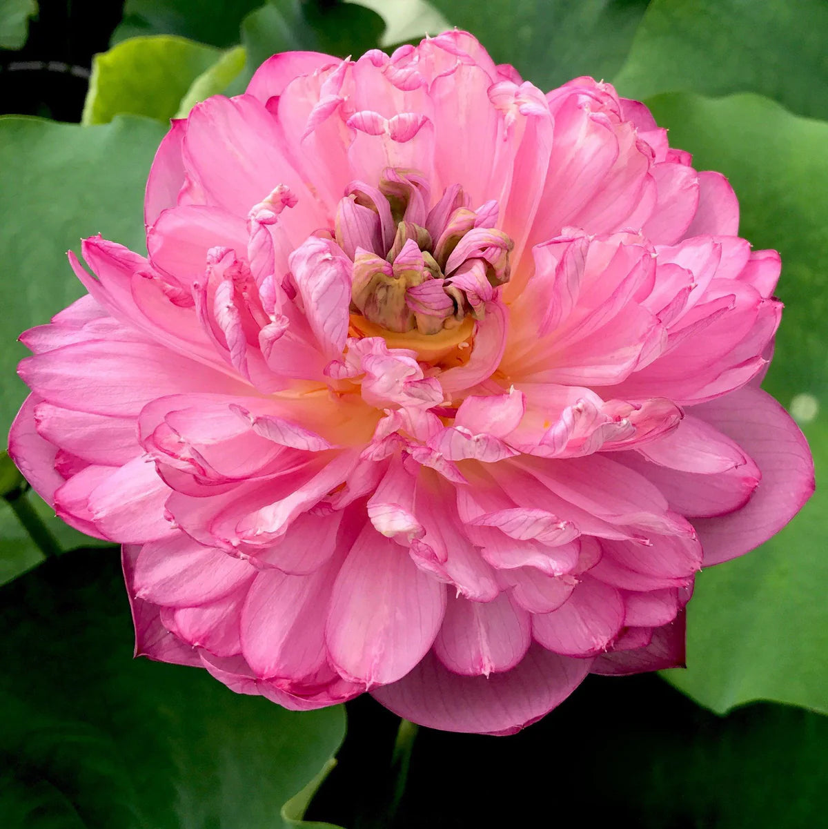 Peak of Pink Lotus Tuber