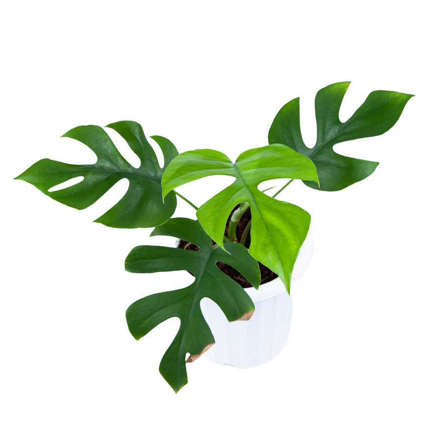 Monstera Minima (Rhaphidophora Tetrasperma) - plant store®
